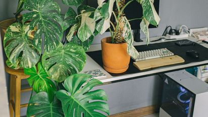 La planta perfecta para tener en tu escritorio si querés concentrarte y rendir más