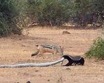 impactante lucha entre una serpiente y un tejon que termina de la peor manera impactante lucha entre una serpiente y un tejon que termina de la peor manera