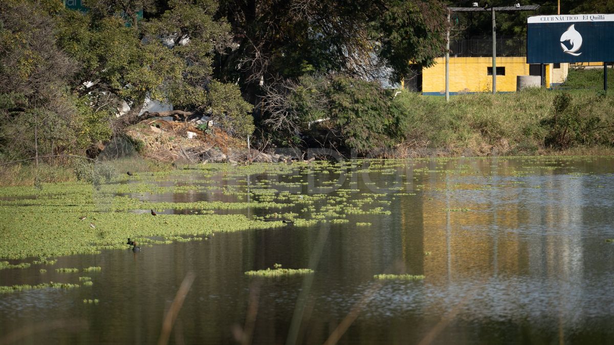 En el lago del Parque del Sur, las algas se acumularon durante las últimas semanas y formaron un embalsado similar al que se puede observar en la Laguna Setúbal. En el lago del Parque del Sur, las algas se acumularon durante las últimas semanas y formaron un embalsado similar al que se puede observar en la Laguna Setúbal.