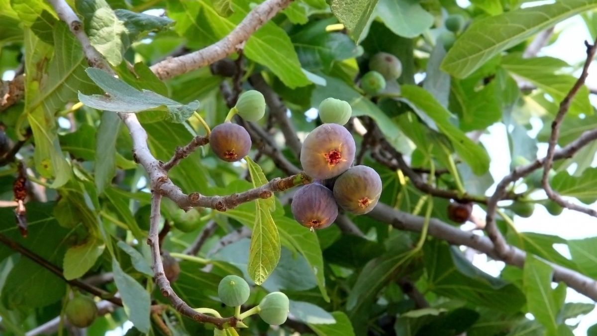 Sus frutos pueden atraer pequeños animales que, a su vez, forman parte de la alimentación de algunas especies de serpientes. Sus frutos pueden atraer pequeños animales que, a su vez, forman parte de la alimentación de algunas especies de serpientes.