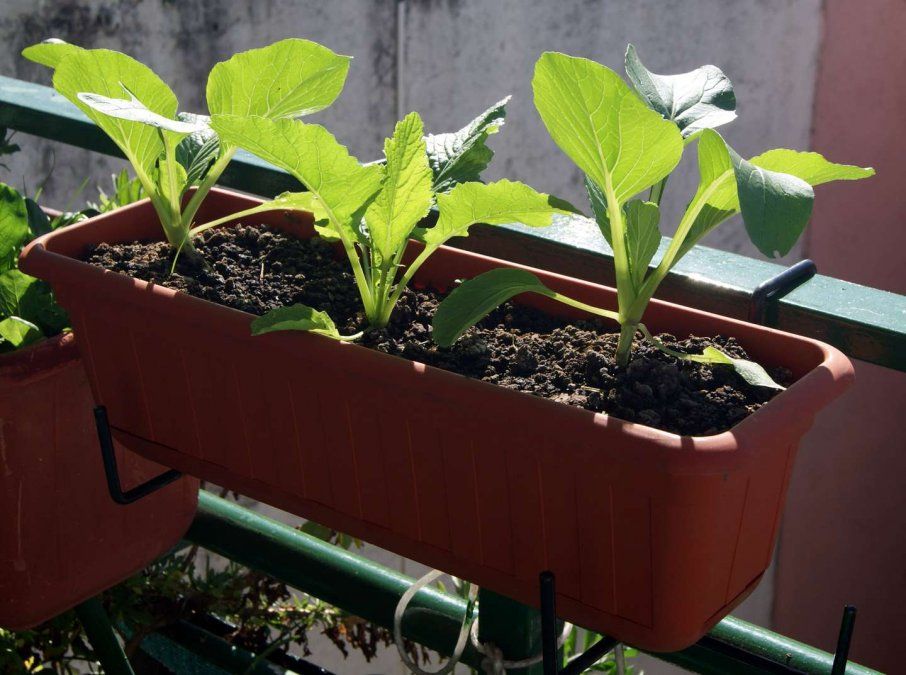 Maceta de plástico, son livianas y transportables.