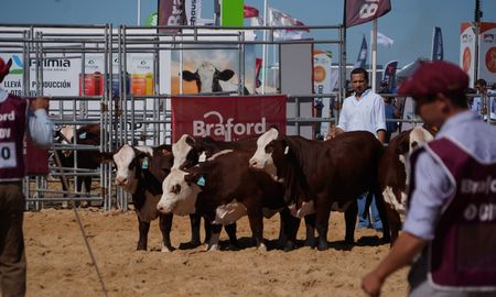 braford en expoagro: la raza consolido su liderazgo con genetica de punta y remates record braford en expoagro: la raza consolido su liderazgo con genetica de punta y remates record