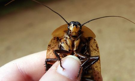 operan a cucaracha embarazada de manera exitosa operan a cucaracha embarazada de manera exitosa