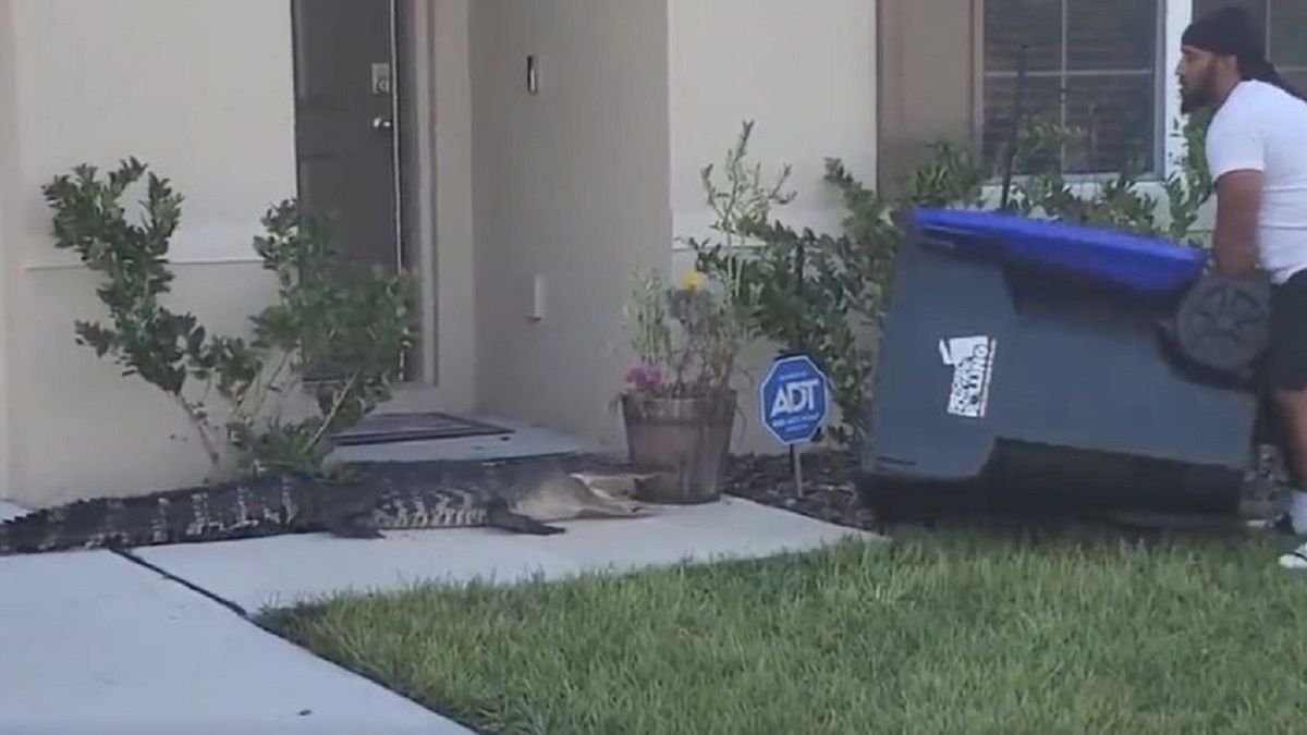 Video viral: un hombre capturó a un cocodrilo con un tacho de basura.