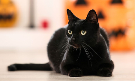 Por qué los gatos negros forman parte de Halloween Por qué los gatos negros forman parte de Halloween