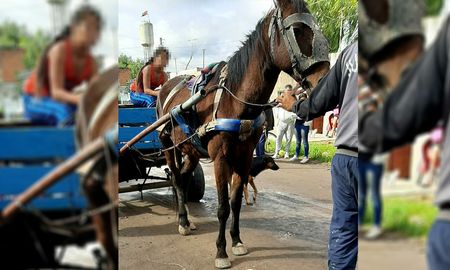 El equino en mal estado fue rescatado en Juan de Garay y Estrada. El equino en mal estado fue rescatado en Juan de Garay y Estrada.