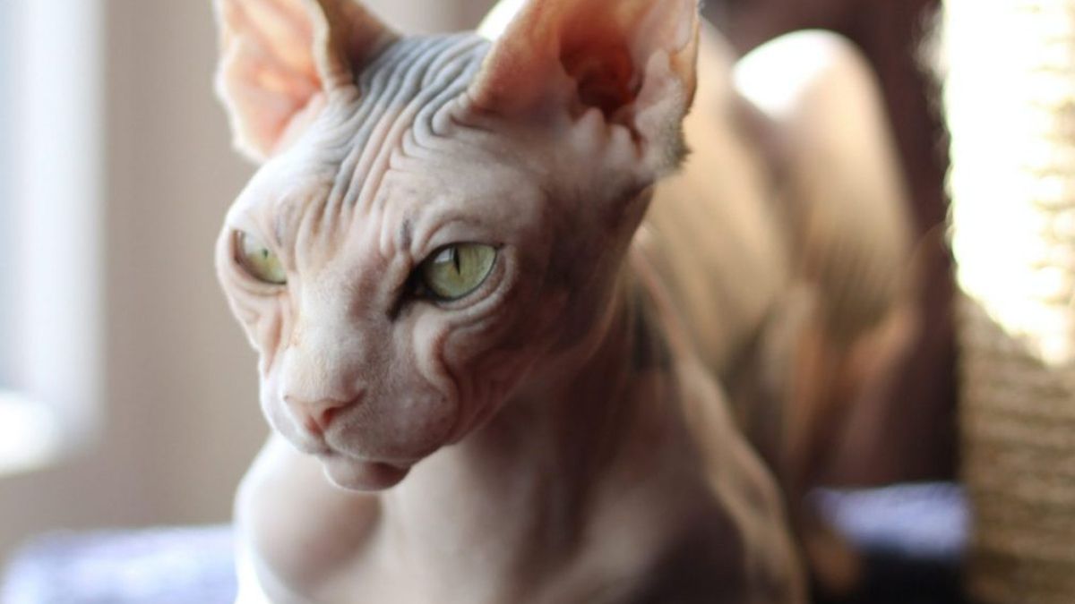 Los gatos en Egipto tenían un rango muy elevado, eran sagrados. Hermosos, elegantes y símbolos del Imperio, se los consideraba guardianes del ser humano, eran momificados y motivo de tristeza y luto cuando morían. Las peores penas le aguardaban a quien le le hiciera daño a un felino.