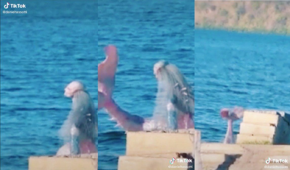 Video viral: se encontraron con una sirena mientras estaban navegando.