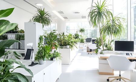 Estas plantas son ideales para tener en la oficina porque toleran luz artificial y poca ventilación. Estas plantas son ideales para tener en la oficina porque toleran luz artificial y poca ventilación.
