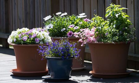 Algunas plantas mantienen flores o follaje intenso durante todo el otoño. Algunas plantas mantienen flores o follaje intenso durante todo el otoño.