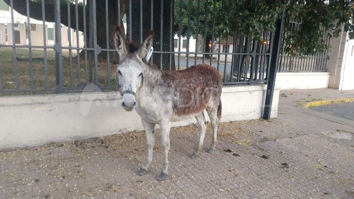 El burro fue encontrado por personal policial a la altura del Liceo Militar y lo amarraron en una de las rejas del lugar.&nbsp;