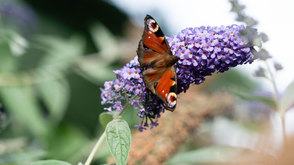 La buddleja atrae las mariposas durante la floración. La buddleja atrae las mariposas durante la floración.