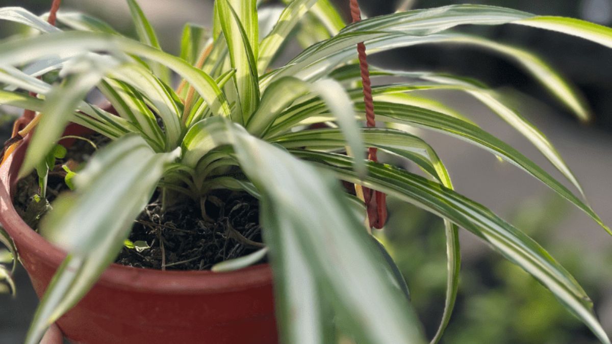 Mantener las ra&iacute;ces levemente ajustadas en la maceta es el est&iacute;mulo principal para que la planta comience a producir sus famosos hijuelos.