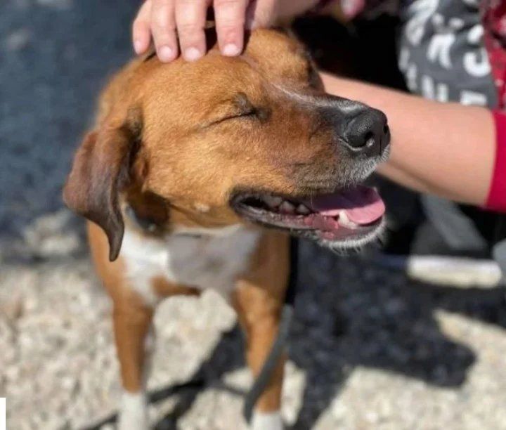 Rusty espera una nueva adopción. Tal vez la definitiva (Facebook Sociedad Protectora de Animales).