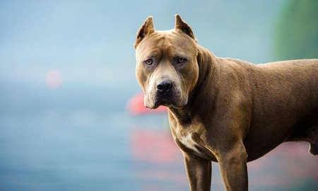 Río Negro: imputaron a dos hermanos por matar a puñaladas a un perro y agredir a un vecino Río Negro: imputaron a dos hermanos por matar a puñaladas a un perro y agredir a un vecino