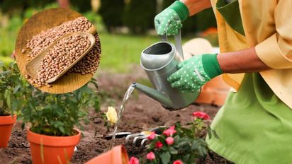 Pocos lo saben: el truco casero con agua de lentejas que tus plantas crezcan más rápido y fuertes