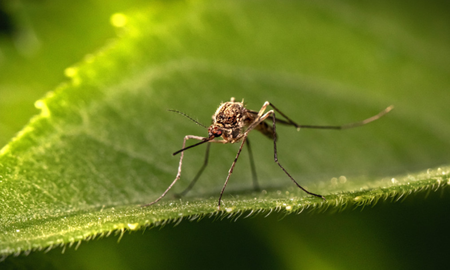 descubri cual es la planta que sirve para alejar a los mosquitos y muy facil de cuidarla descubri cual es la planta que sirve para alejar a los mosquitos y muy facil de cuidarla