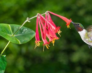 Si querés atraer colibríes al jardín, esta planta puede florecer durante meses. Si querés atraer colibríes al jardín, esta planta puede florecer durante meses.