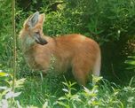 Un ejemplar de Aguará Guazú fue visto este martes por la mañana en la reserva ecológica de la UNL y un vecino de la ciudad de Santa Fe logró captar el momento en que el animal recorría la zona. Aire de Santa Fe tuvo acceso al video tomado por un trabajador del predio de la UNL, a metros de la reserva. Un ejemplar de Aguará Guazú fue visto este martes por la mañana en la reserva ecológica de la UNL y un vecino de la ciudad de Santa Fe logró captar el momento en que el animal recorría la zona. Aire de Santa Fe tuvo acceso al video tomado por un trabajador del predio de la UNL, a metros de la reserva.