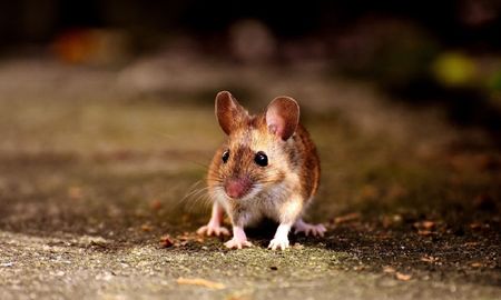 viral: libero un raton y el gesto desencadeno en un triste final viral: libero un raton y el gesto desencadeno en un triste final