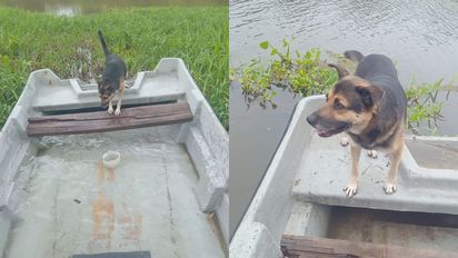 De la amistad a la adopción: la historia del barrendero de Aristóbulo y el perro que lo acompañó siete años en su recorrido