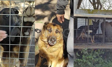 La denuncia de la proteccionista ACCMA ya se había hecho en 2019. Desde la Policía de la provincia de Santa Fe aseguran que no hay presupuesto para construir los espacios adecuados. La denuncia de la proteccionista ACCMA ya se había hecho en 2019. Desde la Policía de la provincia de Santa Fe aseguran que no hay presupuesto para construir los espacios adecuados.