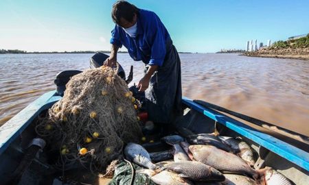 Este repunte afecta positivamente en la pesca y en los trabajadores de río. Este repunte afecta positivamente en la pesca y en los trabajadores de río.