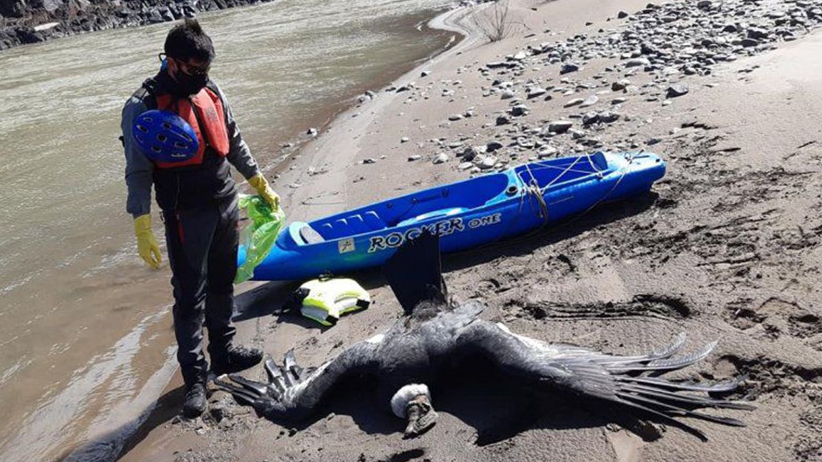 Uno de los tres cóndores adultos envenenados con agrotóxicos.&nbsp;