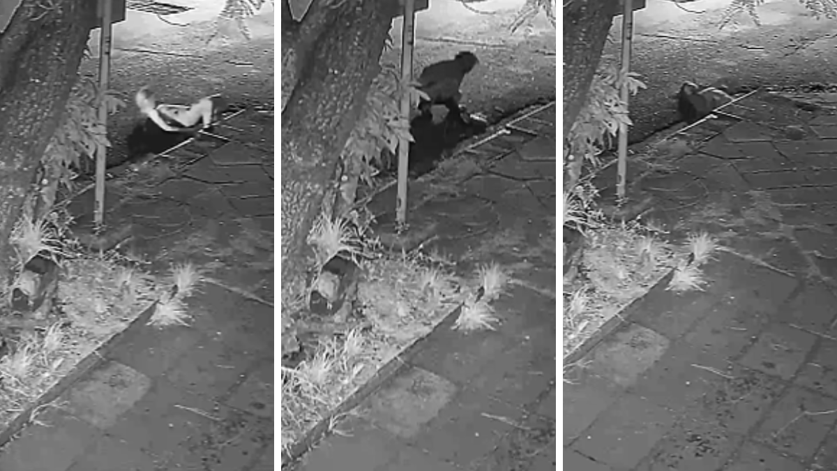 Misterio en Santa Fe: una cámara de seguridad captó el momento en que una joven deslizandose de espaldas hacia el interior de un desagüe pluvial en Barrio Candioti Sur. Misterio en Santa Fe: una cámara de seguridad captó el momento en que una joven deslizandose de espaldas hacia el interior de un desagüe pluvial en Barrio Candioti Sur.