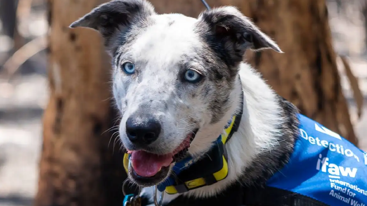 Su poderoso sentido del olfato, se convirti&oacute; en una pieza fundamental en las labores de b&uacute;squeda y rescate de los marsupiales heridos o desplazados por el fuego.