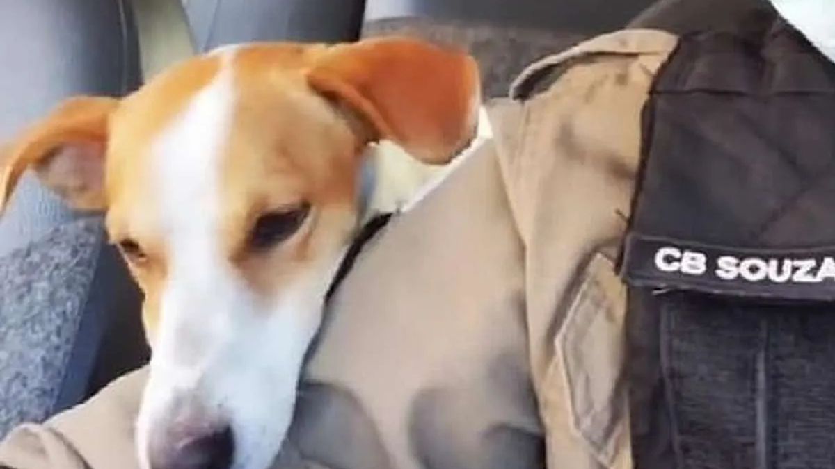 Souza elogió la heroica reacción de Fofinho: “La historia de este perro conmovió a la sociedad por el instinto protector que tenía. En un impulso por proteger al dueño, terminó gravemente herido”.