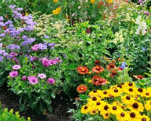 Si plantás estas flores en agosto, vas a disfrutar un jardín lleno de color en primavera.