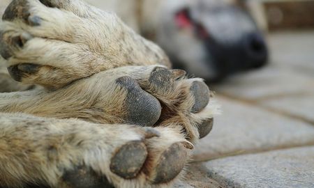Un cachorro de un año murió al instante, otra perra se encuentra en grave estado. Un cachorro de un año murió al instante, otra perra se encuentra en grave estado.