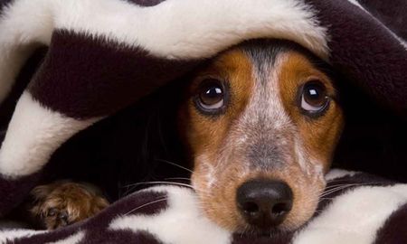 El misterio de los perros fue develado. El misterio de los perros fue develado.