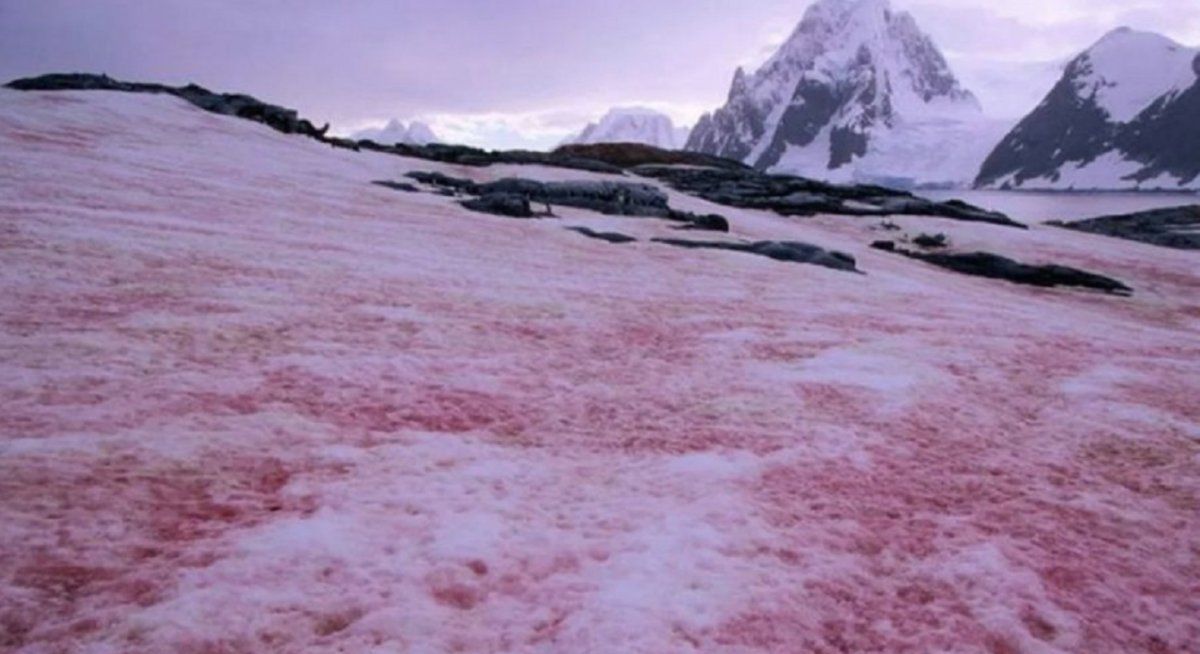 Nieve roja: por qu&eacute; es una mala se&ntilde;al