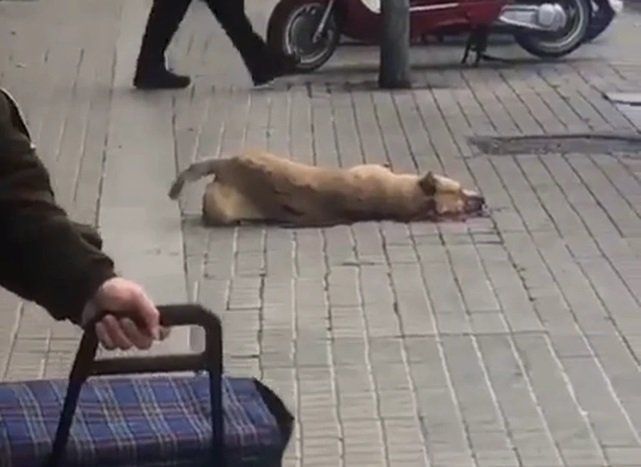 Un perro murió desangrado tras recibir un disparo de la policía