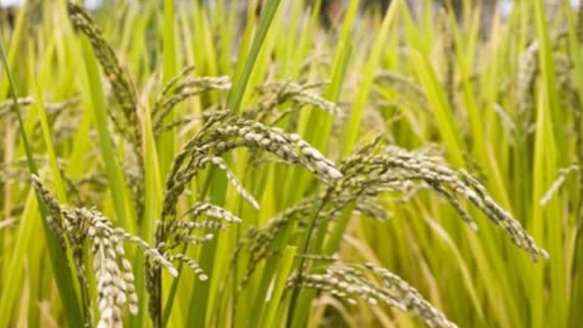 Las aves son un indicador de la buena salud de un ecosistema