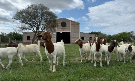 Razas ovinas y caprinas de todo el país mostrarán su versatilidad productiva y adaptabilidad en AgroActiva 2025. Razas ovinas y caprinas de todo el país mostrarán su versatilidad productiva y adaptabilidad en AgroActiva 2025.