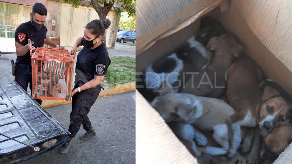 Animales abandonados en Funes y Alvear