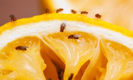 Eliminá a las molestas moscas de tus frutas con este truco sencillo y natural. Eliminá a las molestas moscas de tus frutas con este truco sencillo y natural.