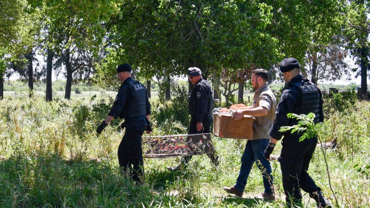 Las especies decomisadas vivas, como aves, son devueltas a su hábitat por el Ministerio de Ambiente.