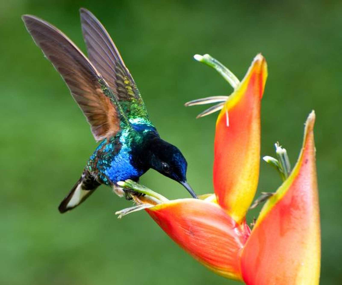Qué significa ver un colibrí en el jardín