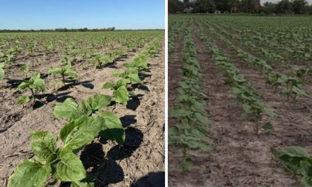 santa fe: el 65% del girasol y el 45% del maiz temprano ya fueron sembrados santa fe: el 65% del girasol y el 45% del maiz temprano ya fueron sembrados
