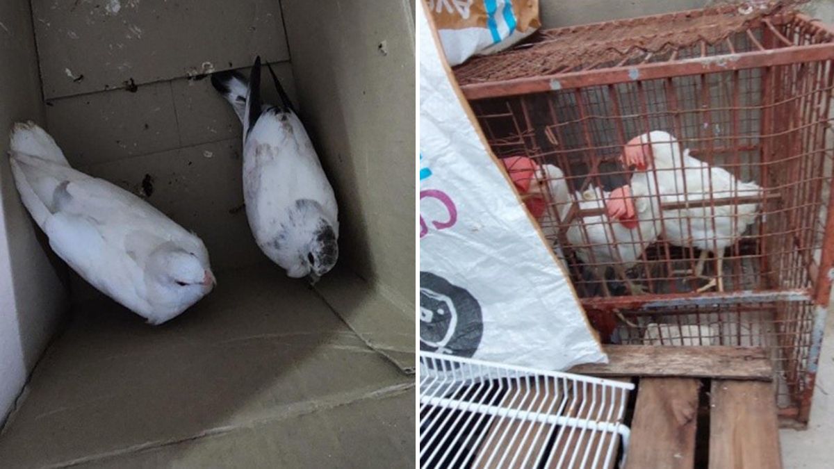 Los animales que iban a ser sacrificados.