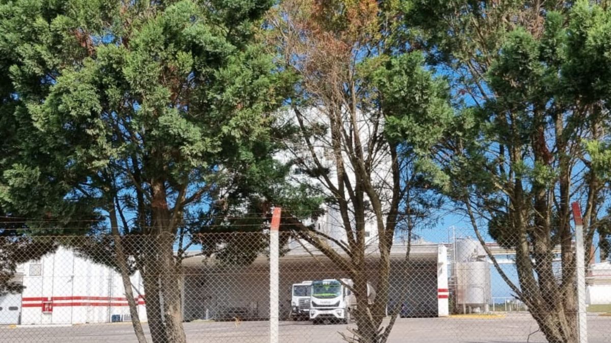 Este martes por la tarde, en la planta de Lehmann, sólo se descargaron para secar cinco equipos de leche cruda.