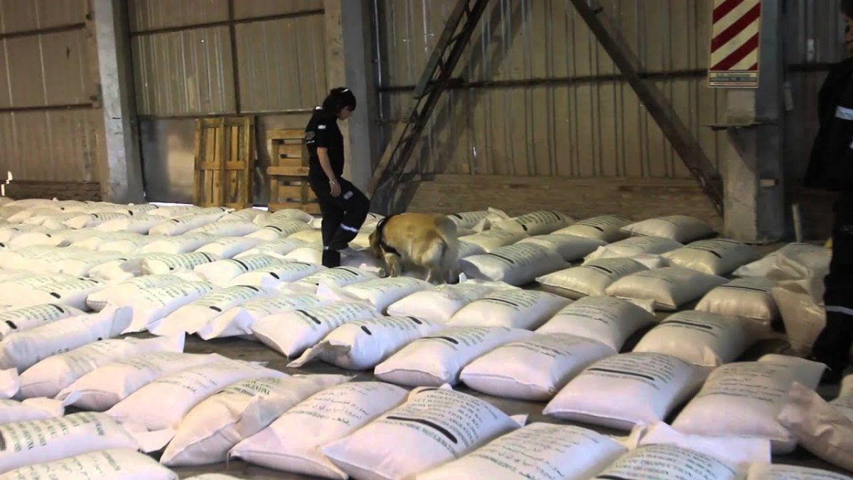 El material estupefaciente fue camuflado en bolsas con arroz.&nbsp;