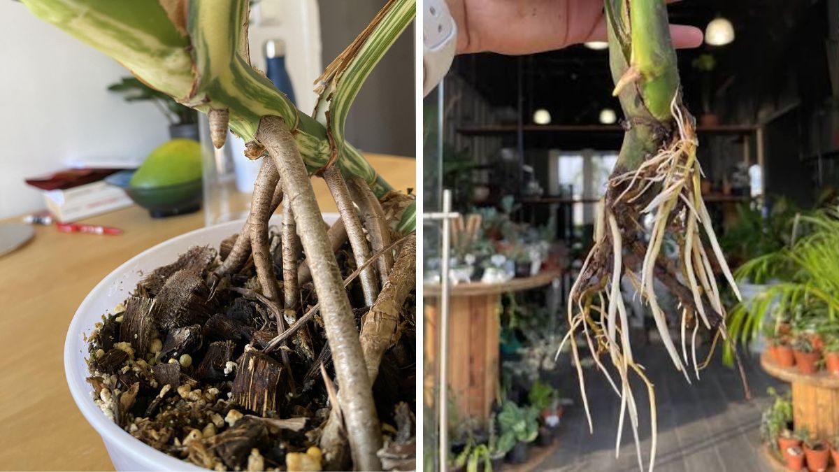 Con buena luz, humedad y un tutor adecuado, tu planta de monstera desarrollará raíces aéreas más gruesas y resistentes. Con buena luz, humedad y un tutor adecuado, tu planta de monstera desarrollará raíces aéreas más gruesas y resistentes.