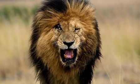 La muerte del león, el más longevo del Masái Mara, ha provocado una notable tristeza en el mundo del conservacionismo y entre los amantes de la naturaleza. Buenas noches, Scarface La muerte del león, el más longevo del Masái Mara, ha provocado una notable tristeza en el mundo del conservacionismo y entre los amantes de la naturaleza. Buenas noches, Scarface