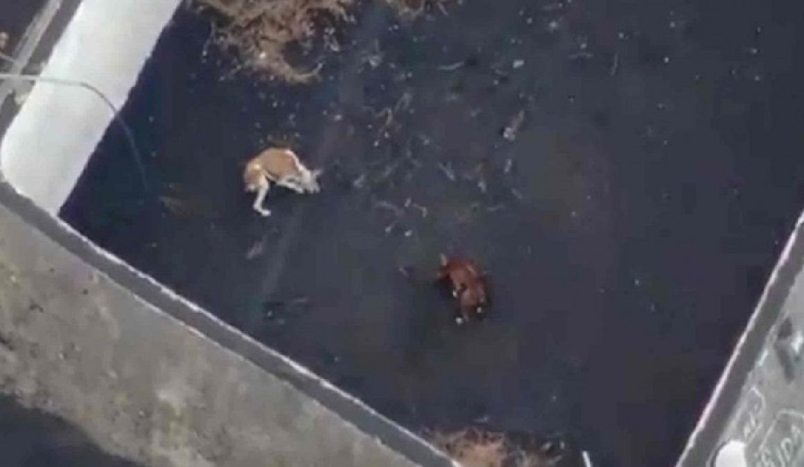 Planean inédito rescate con drones de perros atrapados entre ríos de lava
