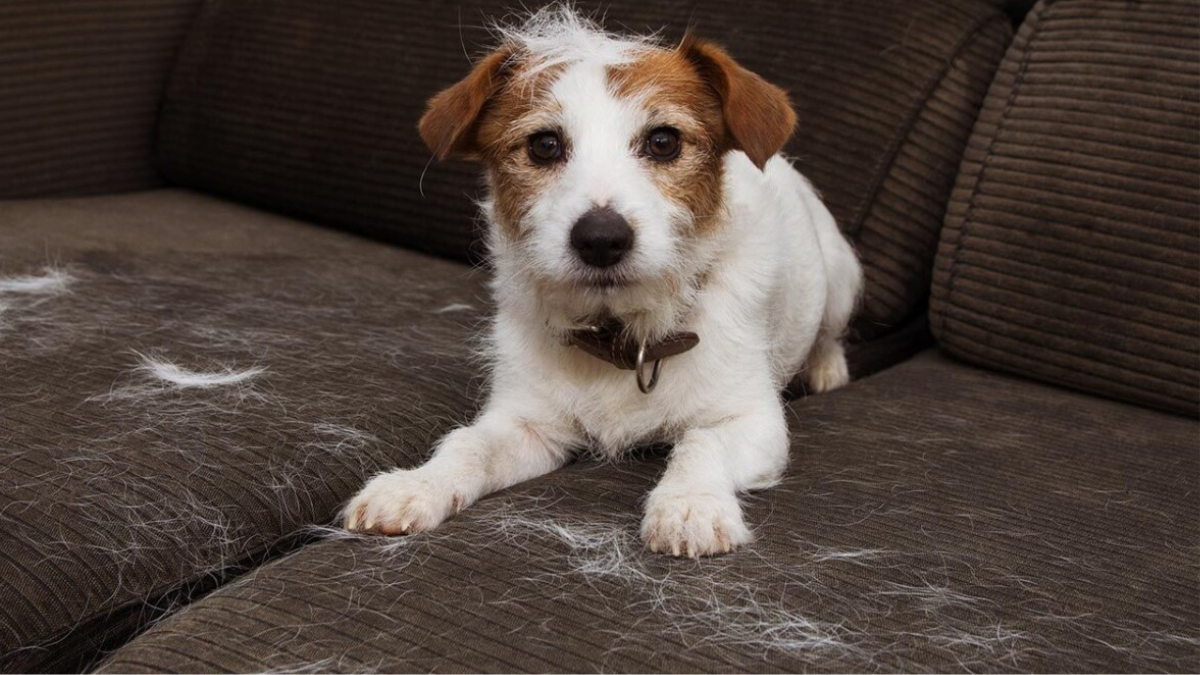 Chau pelos: 5 soluciones prácticas para que tu casa brille sin renunciar a los mimos de tu mascota.